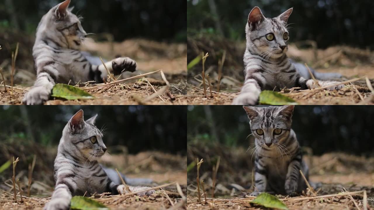 一只可爱的条纹野猫躺在地上的特写镜头，背景模糊的树木正在森林里玩树枝。可爱的猫和小猫素材