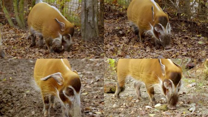红河猪在动物园吃饭