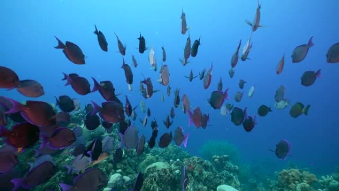鱼类学校，加勒比海/库拉索岛珊瑚礁绿松石水中的刺尾鱼