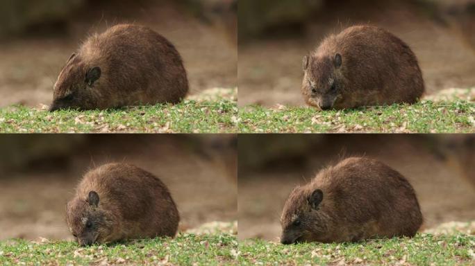 岩Hyrax-Procavia capensis也有dassie，海角，岩兔和康尼，是非洲和中东原生