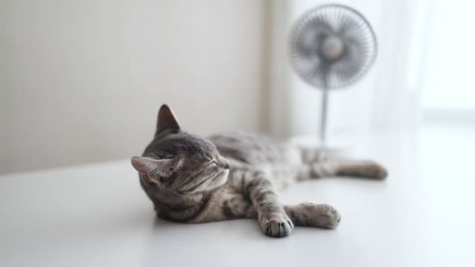 房间内用于空气冷却的电风扇。可爱的灰色条纹小猫在家享受风扇的气流