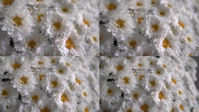 白色雏菊，洋甘菊花束，母亲节礼物概念
