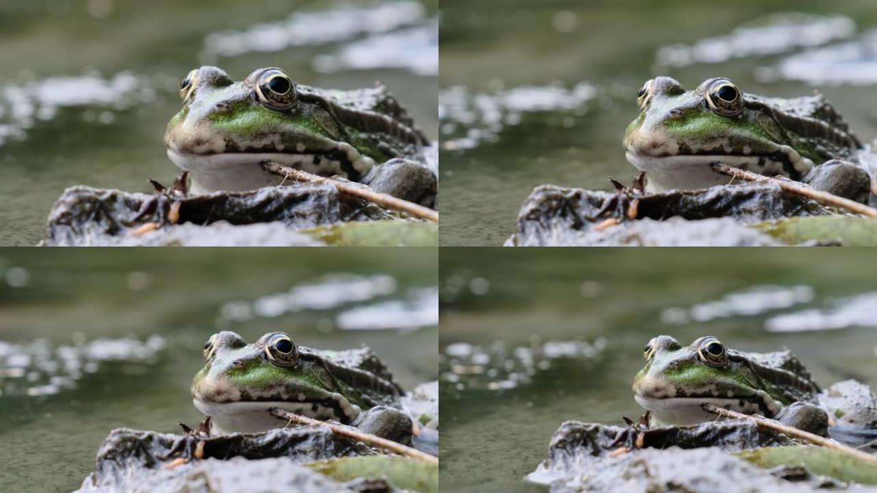 青蛙的肖像坐在河边的岸边，特写