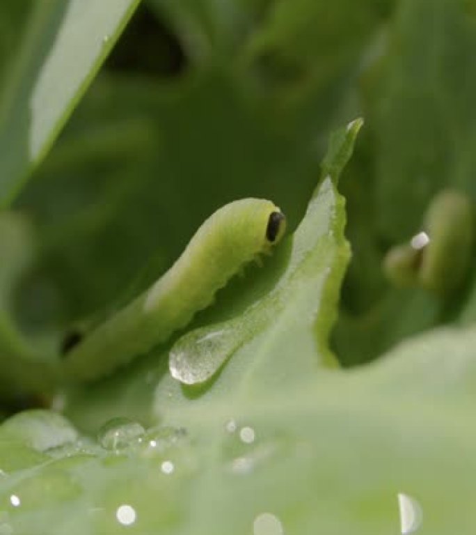 垂直卷心菜白毛虫，卷心菜虫，在带有晨露的叶子上