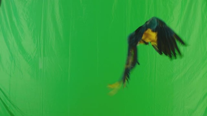 蓝黄鹦鹉金刚鹦鹉 (Ara Ararauna) 在绿屏背景上飞行。慢动作在阿瑞·阿列克谢电影相机上拍
