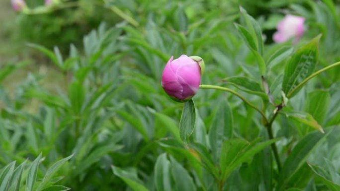 花园里的粉红色牡丹花蕾特写了。视频是静态摄像机