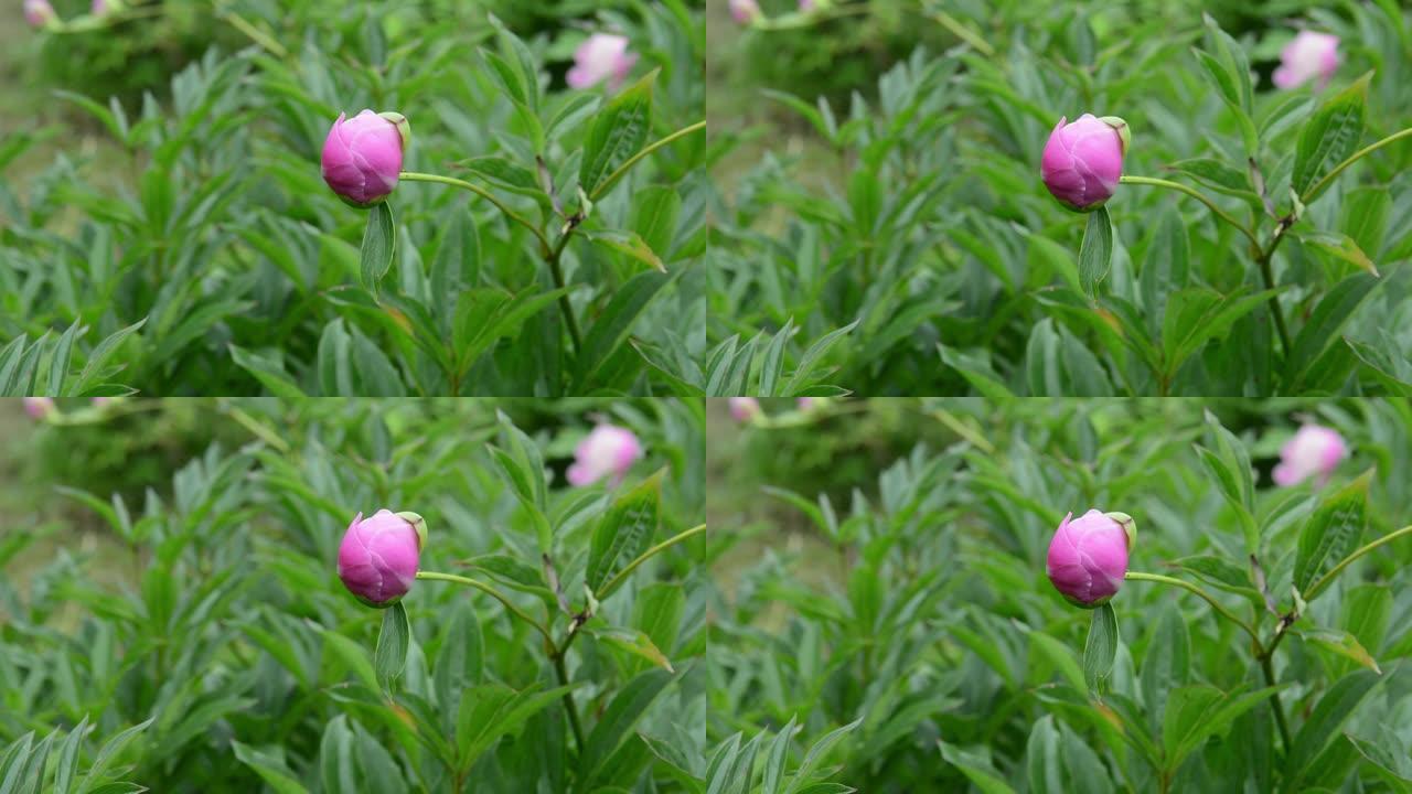 花园里的粉红色牡丹花蕾特写了。视频是静态摄像机