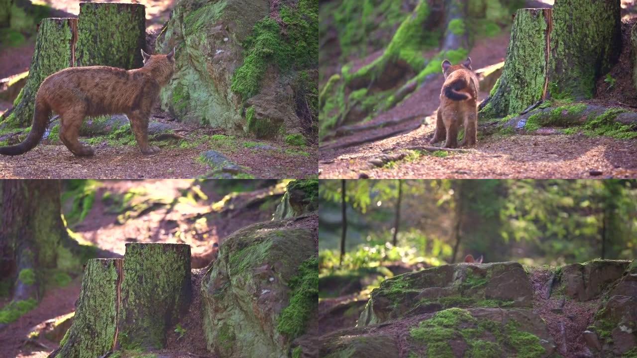 早晨日出时，年轻的美洲狮 (Puma concolor) 美丽而危险地在北美森林的岩石之间穿过树林。