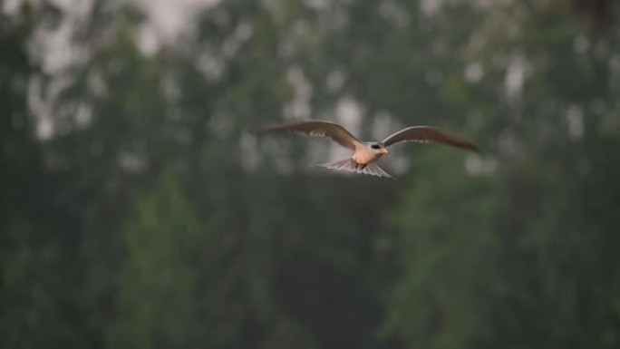 燕鸥狩猎