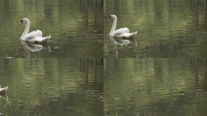 庞翁河上漂浮着一只天鹅的倒影。