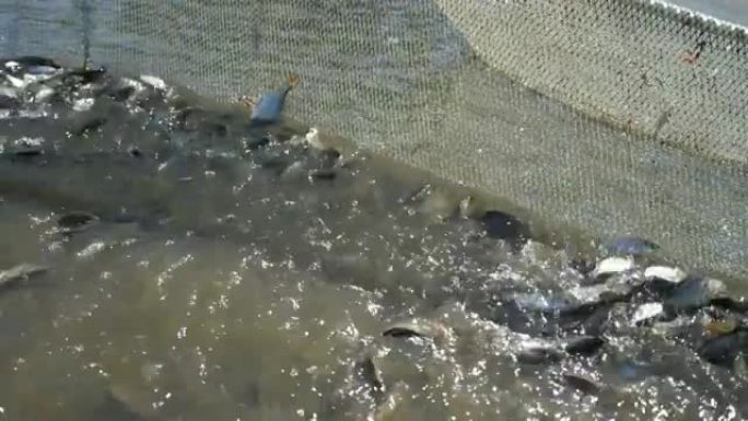 惊恐的鲱鱼跳得很高，以慢动作克服池塘网络