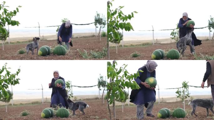 一位经验丰富的农场主，手里拿着成熟的西瓜