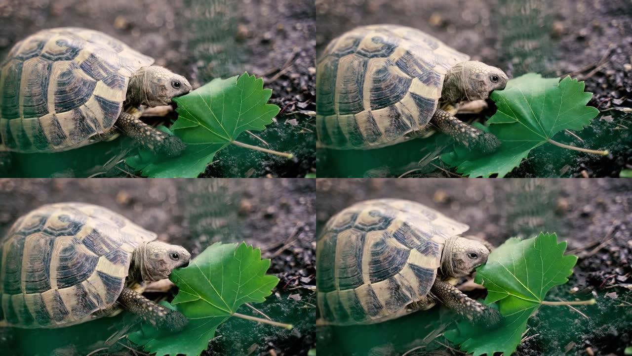 乌龟。一只陆龟沿着地面爬行。