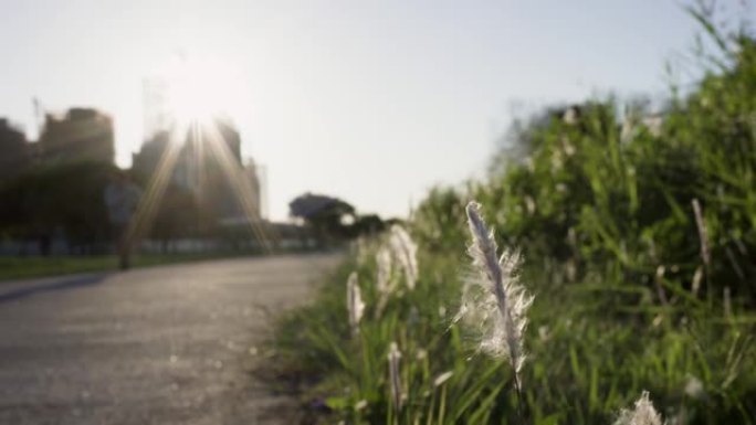 黄昏时，公园里的小径。道路两旁都有芒种。一个人沿着小径从远到近慢跑。左边是建筑工地。