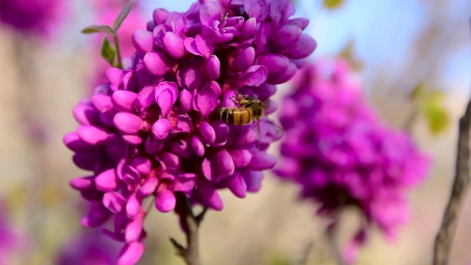 春天紫荆花开放蜜蜂采蜜微距特写