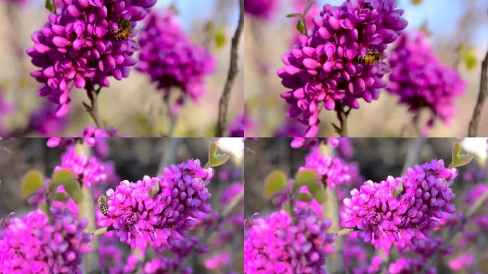 春天紫荆花开放蜜蜂采蜜微距特写