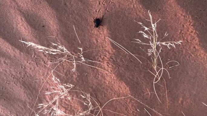 圣甲虫在沙丘上行走