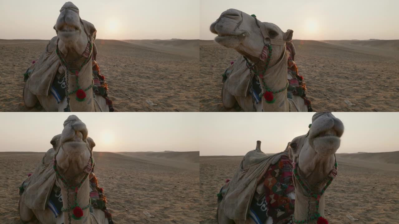 沙漠中的日落，骆驼躺在沙滩上。埃及