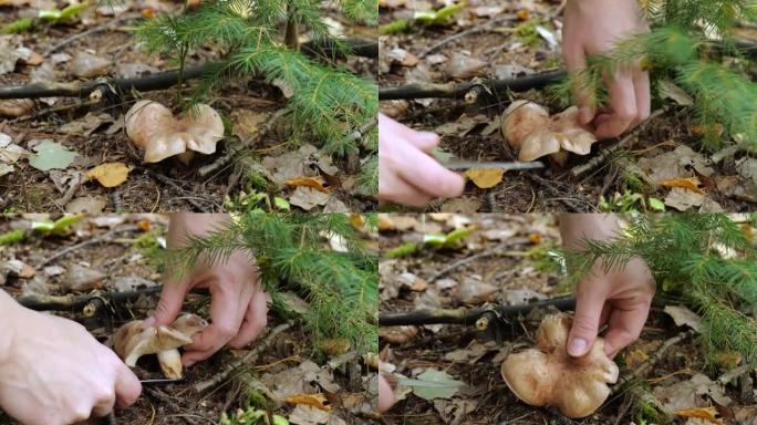 在森林里收集层状蘑菇。慢动作的特写。莱皮斯塔·萨瓦