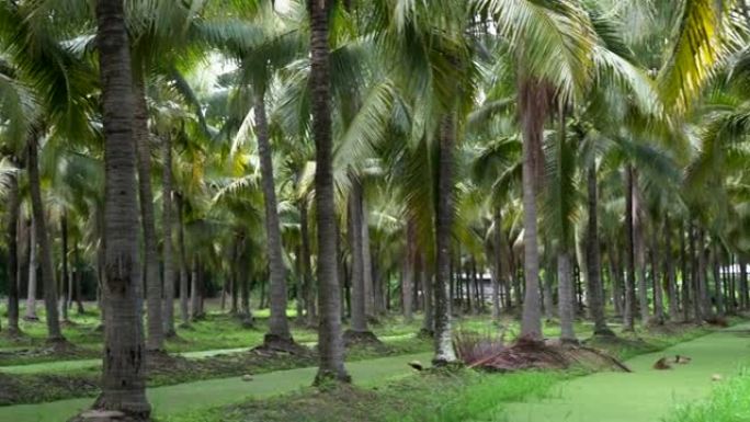 东南亚大树4k椰子农场