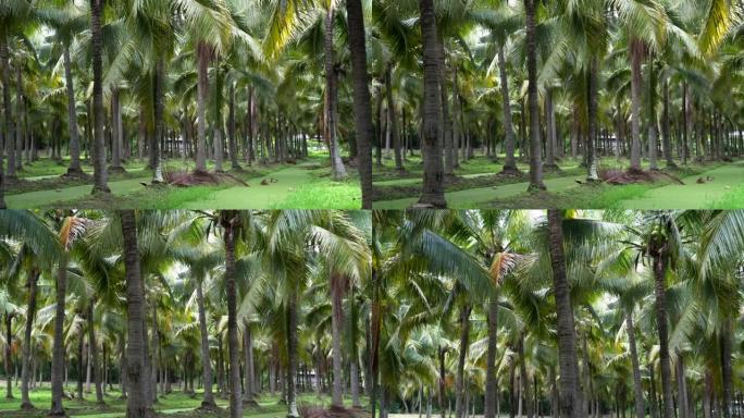 东南亚大树4k椰子农场