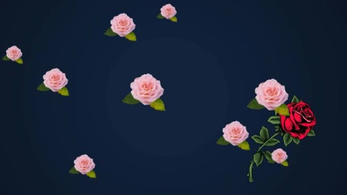 玫瑰在深蓝色背景上漂浮的动画