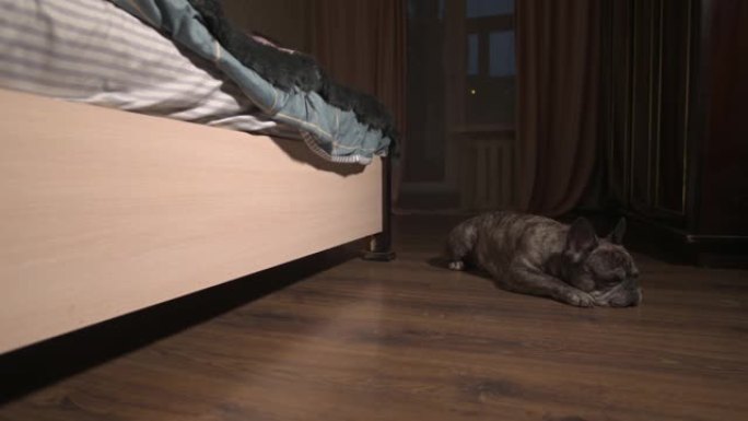 无聊的法国斗牛犬躺在床边的地板上。人造光晚装框架