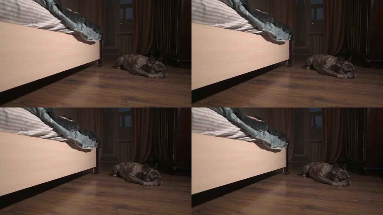 无聊的法国斗牛犬躺在床边的地板上。人造光晚装框架