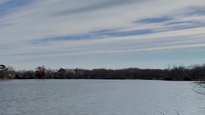 鸟儿飞来飞去，绕着纽约巴比伦的南方池塘盘旋。