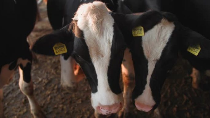 奶牛场，耳朵上有标签的牛头正在农场的谷仓里等待喂食，特写