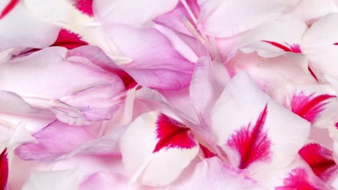 美丽的唐菖蒲花瓣背景。特写