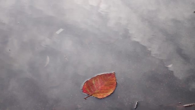 红色的秋叶在雨后的水坑中的水面上。