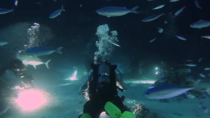 4k视频片段，潜水员在埃及红海夜间观察到疯狂的喂食