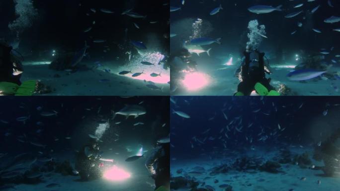 4k视频片段，潜水员在埃及红海夜间观察到疯狂的喂食