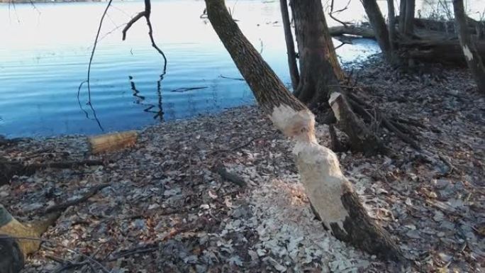 视频显示了海狸的工作成果，在河边的地面上有一棵被啃的树和木屑，背景是一只鸬鹚