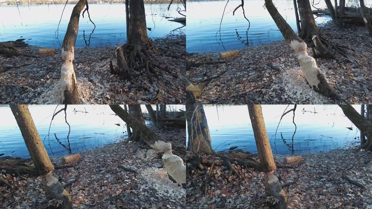 视频显示了海狸的工作成果，在河边的地面上有一棵被啃的树和木屑，背景是一只鸬鹚
