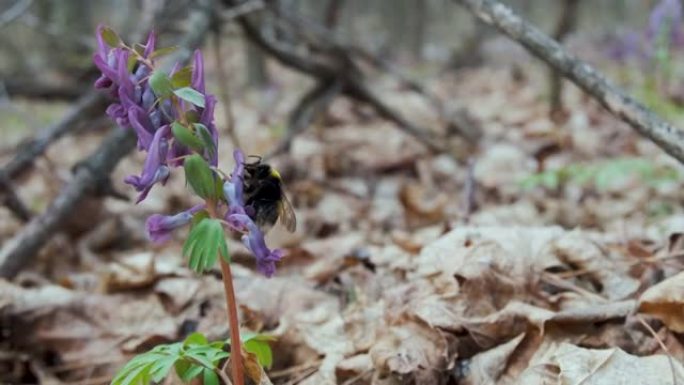 蜜蜂或大黄蜂坐在紫丁香羽扇形花上，收集花蜜