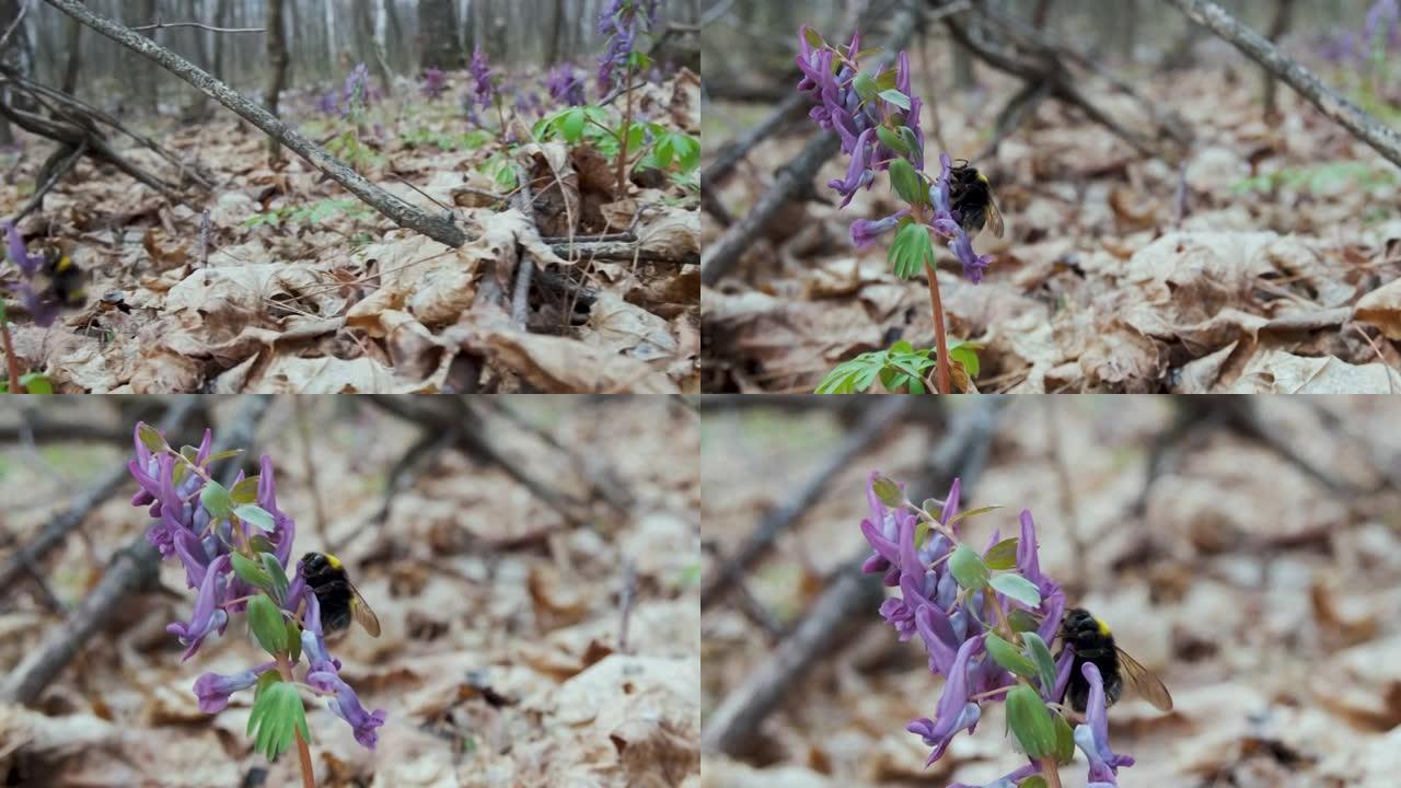 蜜蜂或大黄蜂坐在紫丁香羽扇形花上，收集花蜜