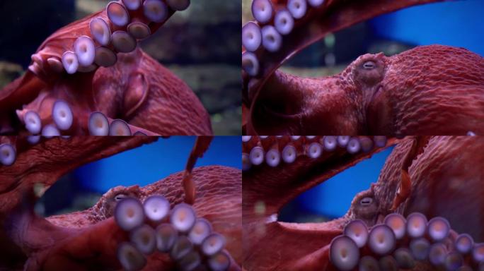 巨型太平洋章鱼 (enteroctopus â dofleini，以前也是章鱼apollyon)，又