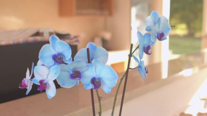 露台上一朵花的味道。蓝色的花蕾引人注目。