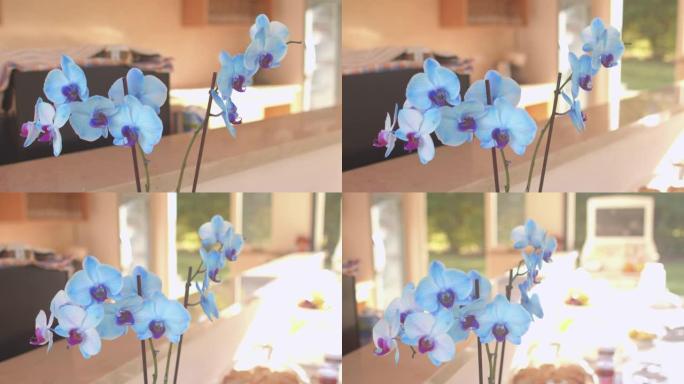 露台上一朵花的味道。蓝色的花蕾引人注目。