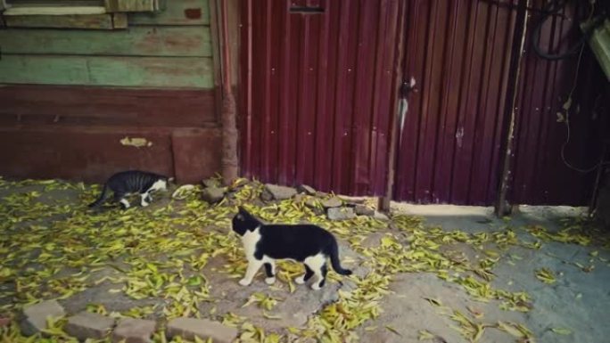 流浪猫在街上的房子里吃食物，上面铺着秋天的落叶