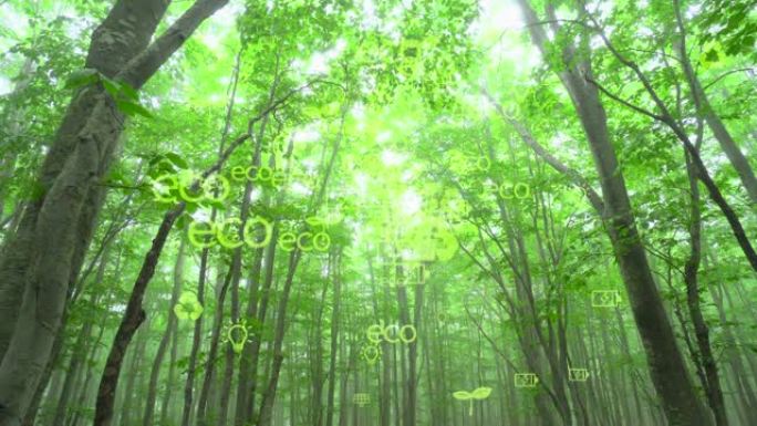 生态理念与环境、可持续能源发展。可持续资源概念。绿色森林和阳光。