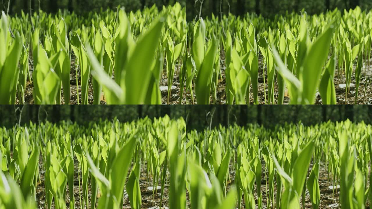 相机沿着森林中山谷野生百合花的春天绿叶缓慢地跟随。微距拍摄，临场效果。