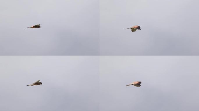 捕食红隼 (Falco tinnunculus)