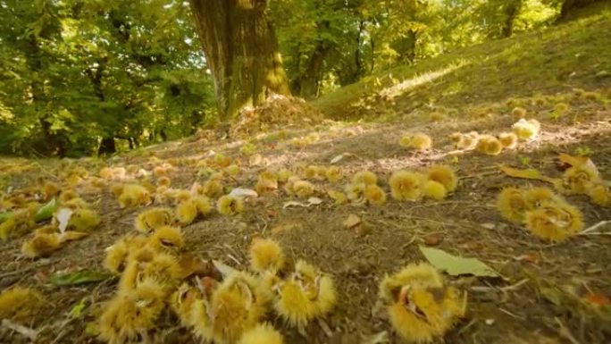 成熟的栗子从树上掉下来，躺在树叶附近的地面上