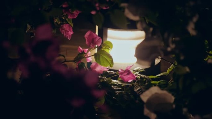 太阳能花园灯。低矮的花园灯笼在夜晚闪闪发光，突出了花园里美丽的粉红色三角梅花
