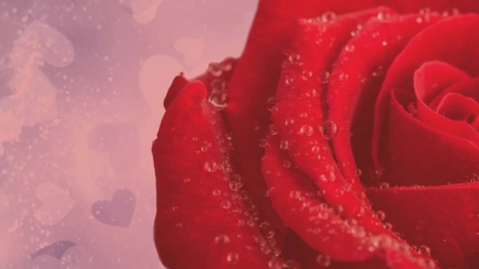 单红玫瑰移动动画，粉红色背景上有红心的复制空间