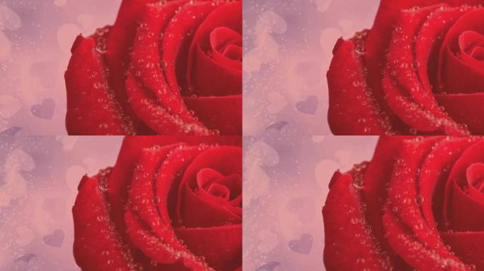 单红玫瑰移动动画，粉红色背景上有红心的复制空间