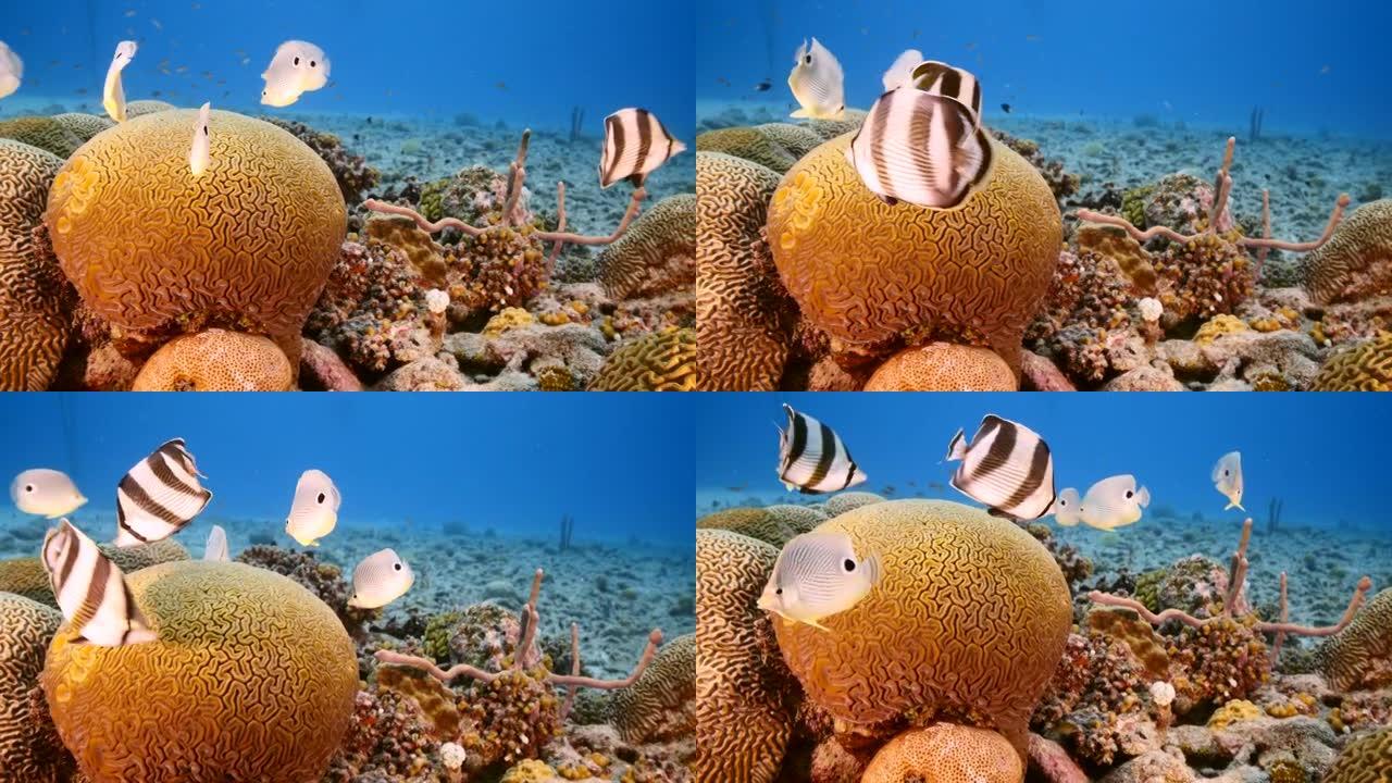库拉索岛周围加勒比海珊瑚礁的绿松石水中有斑鳍蝴蝶鱼的海景